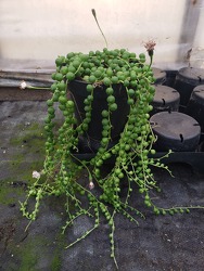 String of Pearls from Kircher's Flowers in Defiance and Paulding, OH