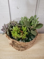 Succulent Garden from Kircher's Flowers in Defiance and Paulding, OH