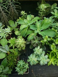 Assorted Succulent from Kircher's Flowers in Defiance and Paulding, OH
