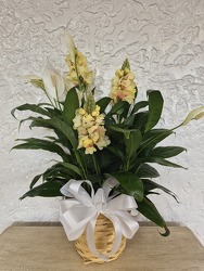 Table Top Peace Lily from Kircher's Flowers in Defiance and Paulding, OH