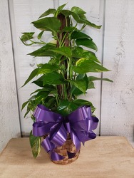 Totem Pothos from Kircher's Flowers in Defiance and Paulding, OH