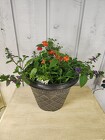Trixie Combo Pot from Kircher's Flowers in Defiance and Paulding, OH