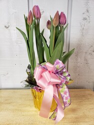 Tulips from Kircher's Flowers in Defiance and Paulding, OH