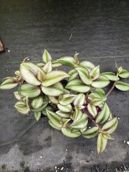Wandering Jew from Kircher's Flowers in Defiance and Paulding, OH