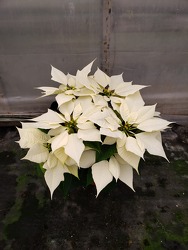 White 1 Branch Poinsettia Plant from Kircher's Flowers in Defiance and Paulding, OH