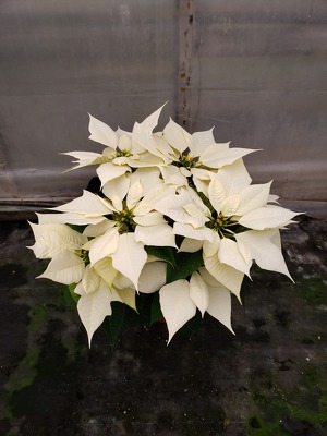 White 1 Branch Poinsettia Plant