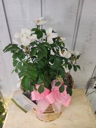 White Knock Out Rose Bush from Kircher's Flowers in Defiance and Paulding, OH