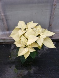 White Mini Poinsettia  from Kircher's Flowers in Defiance and Paulding, OH