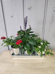 Windowsill Garden from Kircher's Flowers in Defiance and Paulding, OH