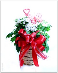 Stylish Cineraria from Kircher's Flowers in Defiance and Paulding, OH