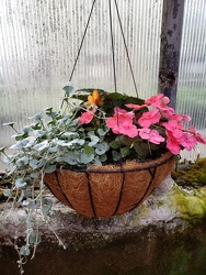 Coco Hanging Basket- Shade from Kircher's Flowers in Defiance and Paulding, OH