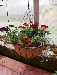Coco Hanging Basket- Sun from Kircher's Flowers in Defiance and Paulding, OH