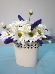 Daisy Delight from Kircher's Flowers in Defiance and Paulding, OH