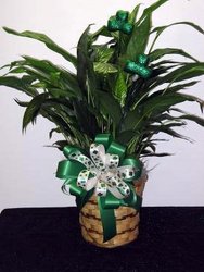 Emerald Isle from Kircher's Flowers in Defiance and Paulding, OH