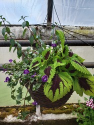 Flat Bottom Hanging Basket- Shade from Kircher's Flowers in Defiance and Paulding, OH