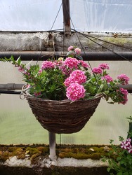 Flat Bottom Hanging Basket- Sun from Kircher's Flowers in Defiance and Paulding, OH