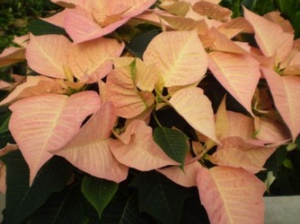 Peppermint Poinsettia from Kircher's Flowers in Defiance and Paulding, OH