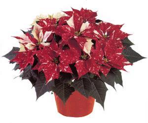 Jingle Bells Poinsettia from Kircher's Flowers in Defiance and Paulding, OH