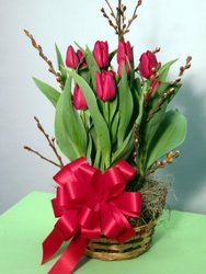 Potted Tulips from Kircher's Flowers in Defiance and Paulding, OH
